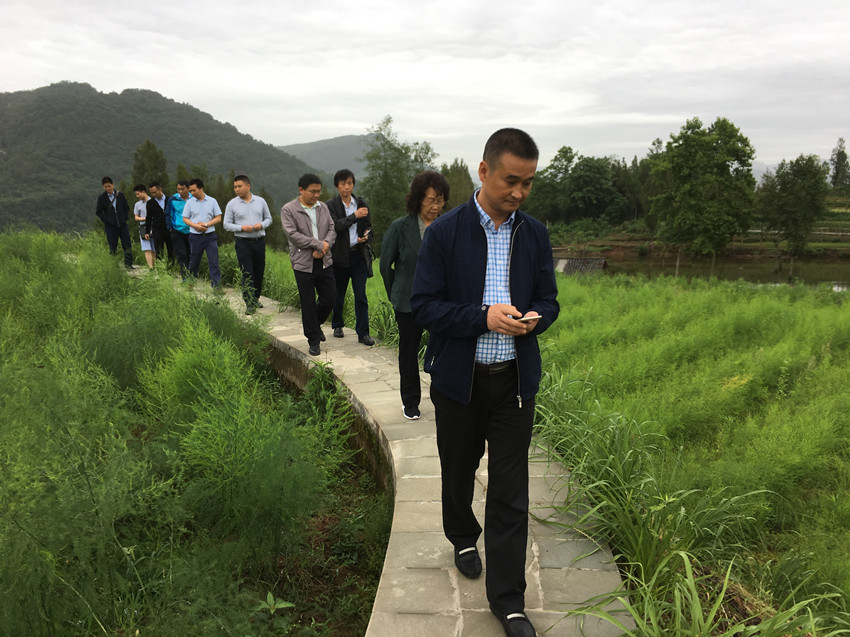 在宣汉县鸭池村芦苇产业基地调研